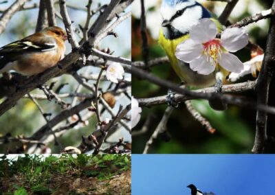 oiseaux ESJ La Cordeille