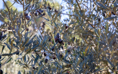 Visite au Jardin des Oliviers