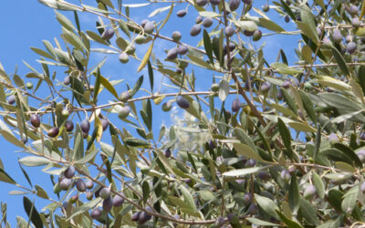 L’olive : apprendre et transmettre