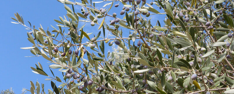 L’olive : apprendre et transmettre