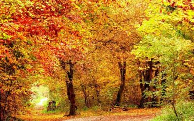 Concours dessins d’Automne